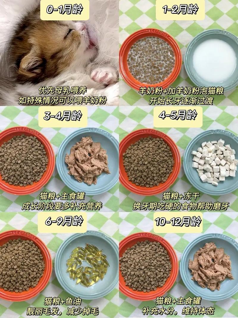 小猫咪怎么喂养,15天的小猫咪怎么喂养-第4张图片-后鲨宠物 小猫咪怎么喂养,15天的小猫咪怎么喂养-第4张图片-后鲨宠物