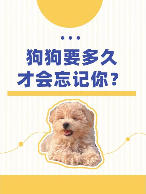 狗狗的记忆力有多久,狗狗的记忆力有多久才能恢复?-第4张图片-后鲨宠物 狗狗的记忆力有多久,狗狗的记忆力有多久才能恢复?-第4张图片-后鲨宠物