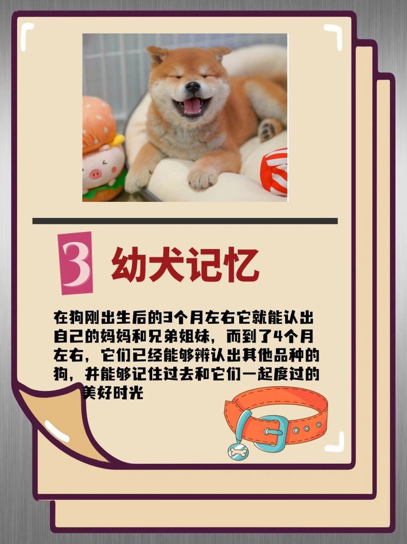 狗狗的记忆力有多久,狗狗的记忆力有多久才能恢复?-第5张图片-后鲨宠物 狗狗的记忆力有多久,狗狗的记忆力有多久才能恢复?-第5张图片-后鲨宠物