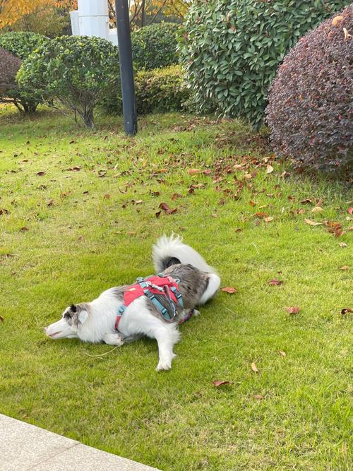 狗狗打滚代表什么意思,狗狗打滚代表什么意思呢?-第1张图片-后鲨宠物 狗狗打滚代表什么意思,狗狗打滚代表什么意思呢?-第1张图片-后鲨宠物