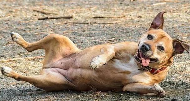 狗狗打滚代表什么意思,狗狗打滚代表什么意思呢?-第2张图片-后鲨宠物 狗狗打滚代表什么意思,狗狗打滚代表什么意思呢?-第2张图片-后鲨宠物