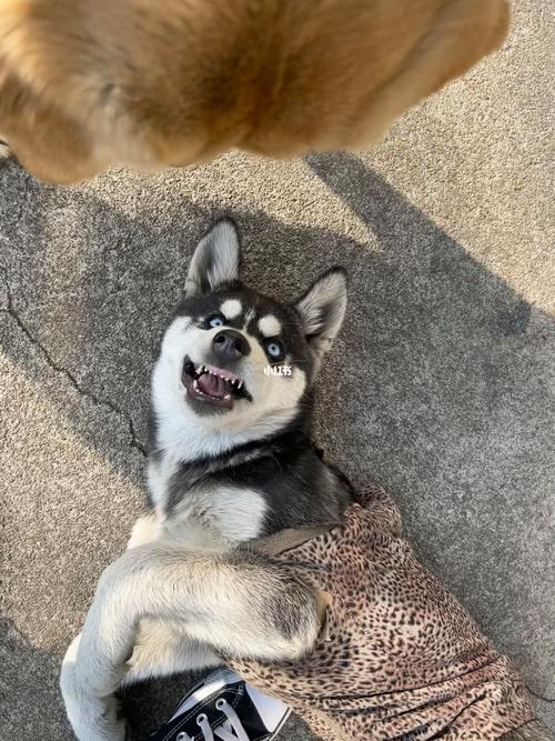 狗狗打滚代表什么意思,狗狗打滚代表什么意思呢?-第4张图片-后鲨宠物 狗狗打滚代表什么意思,狗狗打滚代表什么意思呢?-第4张图片-后鲨宠物