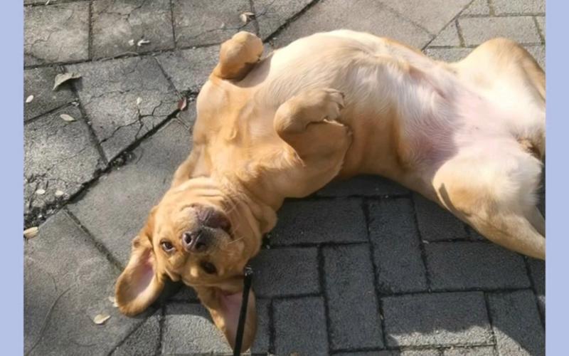 狗狗打滚代表什么意思,狗狗打滚代表什么意思呢?-第5张图片-后鲨宠物 狗狗打滚代表什么意思,狗狗打滚代表什么意思呢?-第5张图片-后鲨宠物