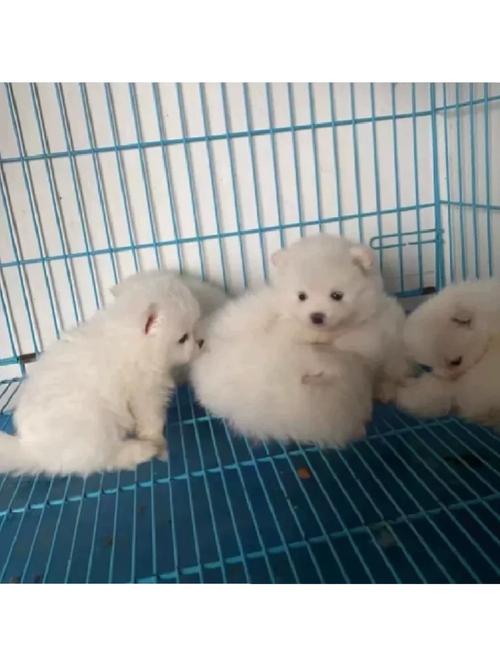 狗狗第一胎一般生几个,狗狗第一胎一般生几个间隔多久-第1张图片-后鲨宠物 狗狗第一胎一般生几个,狗狗第一胎一般生几个间隔多久-第1张图片-后鲨宠物