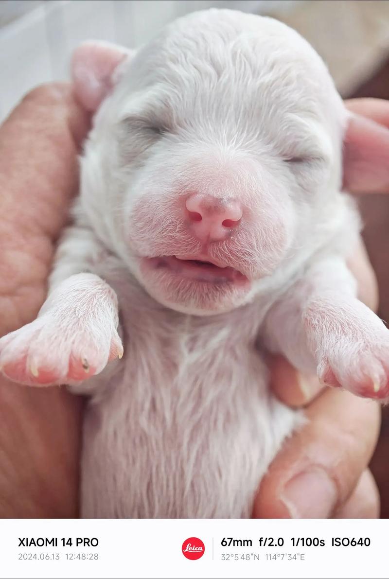 狗狗第一胎一般生几个,狗狗第一胎一般生几个间隔多久-第5张图片-后鲨宠物 狗狗第一胎一般生几个,狗狗第一胎一般生几个间隔多久-第5张图片-后鲨宠物