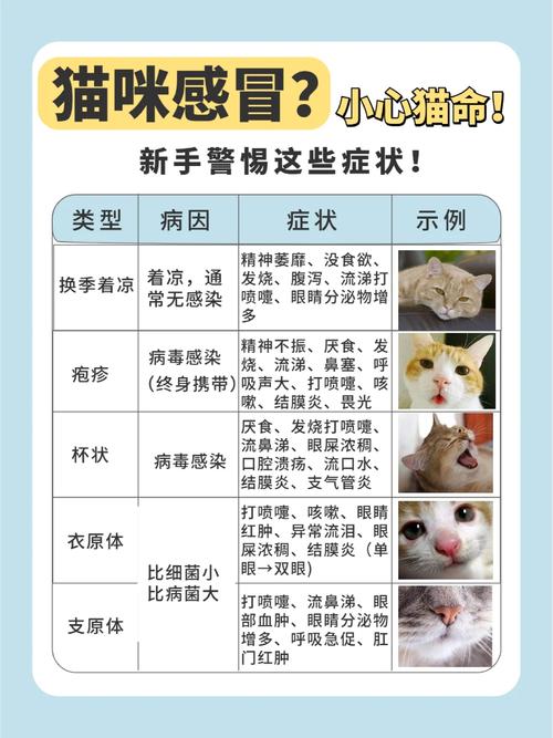 猫猫感冒了怎么办,猫咪感冒了能自愈吗?-第2张图片-后鲨宠物 猫猫感冒了怎么办,猫咪感冒了能自愈吗?-第2张图片-后鲨宠物