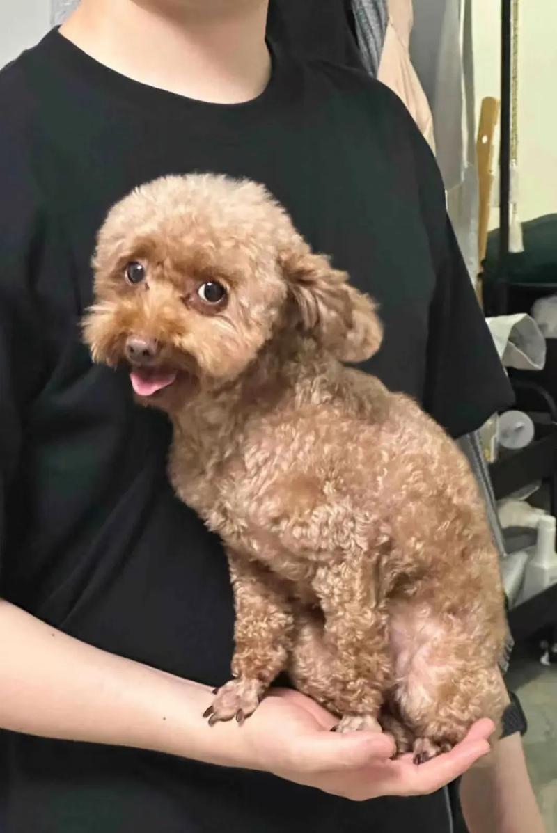 狗狗吃完饭多久排便,狗狗吃完饭多久排便算正常?-第6张图片-后鲨宠物 狗狗吃完饭多久排便,狗狗吃完饭多久排便算正常?-第6张图片-后鲨宠物