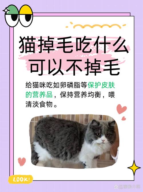 怎么改善猫咪掉毛,解决猫掉毛的办法-第4张图片-后鲨宠物 怎么改善猫咪掉毛,解决猫掉毛的办法-第4张图片-后鲨宠物
