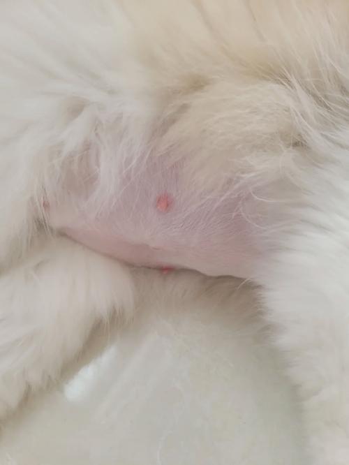 猫咪怀孕多久有胎动,猫咪怀孕多久会胎动-第2张图片-后鲨宠物 猫咪怀孕多久有胎动,猫咪怀孕多久会胎动-第2张图片-后鲨宠物