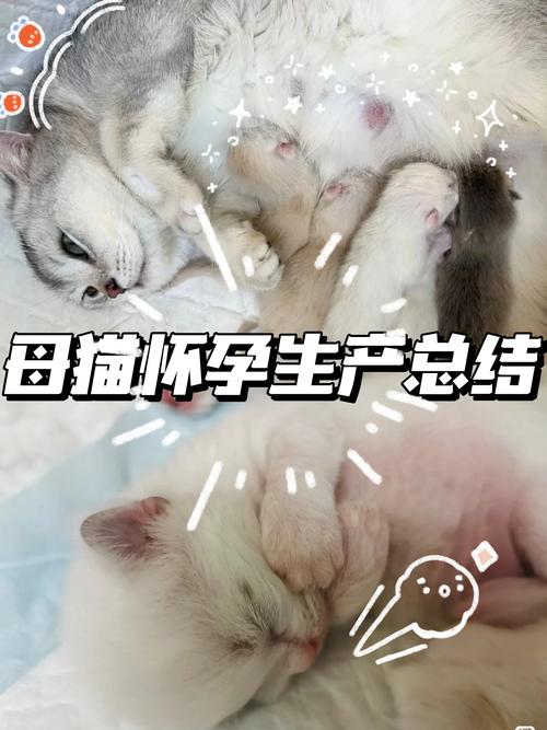 猫咪怀孕多久有胎动,猫咪怀孕多久会胎动-第4张图片-后鲨宠物 猫咪怀孕多久有胎动,猫咪怀孕多久会胎动-第4张图片-后鲨宠物