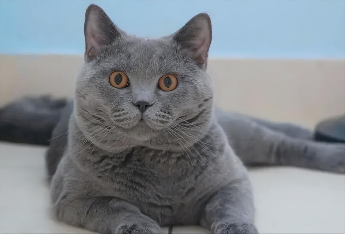 猫咪耳朵痒怎么办_猫咪耳朵痒咋办-第5张图片-后鲨宠物 猫咪耳朵痒怎么办_猫咪耳朵痒咋办-第5张图片-后鲨宠物