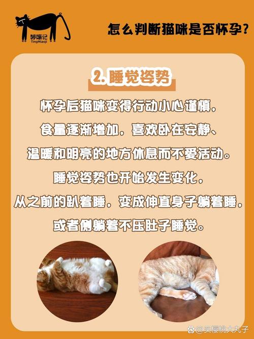 如何判断猫咪怀孕多久,怎么判断猫咪怀孕多少天了?-第3张图片-后鲨宠物 如何判断猫咪怀孕多久,怎么判断猫咪怀孕多少天了?-第3张图片-后鲨宠物