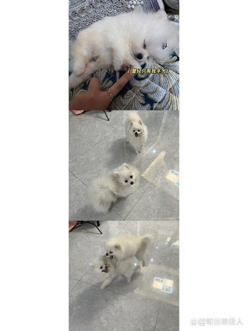 狗狗上火能喝菊花茶吗,狗狗喝菊花茶下火?-第1张图片-后鲨宠物 狗狗上火能喝菊花茶吗,狗狗喝菊花茶下火?-第1张图片-后鲨宠物