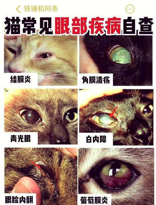 小猫咪眼睛睁不开_小猫咪眼睛睁不开有东西黏住-第3张图片-后鲨宠物 小猫咪眼睛睁不开_小猫咪眼睛睁不开有东西黏住-第3张图片-后鲨宠物