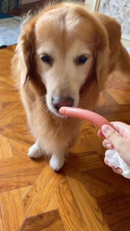 狗狗能吃火腿吗,狗狗能吃火腿肠吗-第2张图片-后鲨宠物 狗狗能吃火腿吗,狗狗能吃火腿肠吗-第2张图片-后鲨宠物