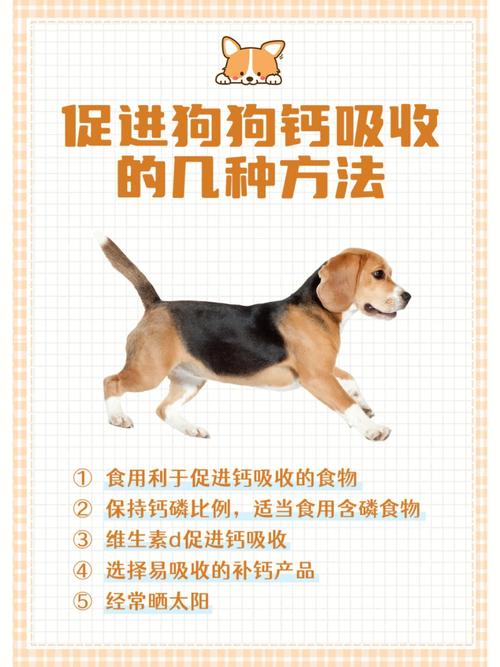 狗狗可以吃儿童钙片吗_狗吃儿童钙片管用吗-第1张图片-后鲨宠物 狗狗可以吃儿童钙片吗_狗吃儿童钙片管用吗-第1张图片-后鲨宠物