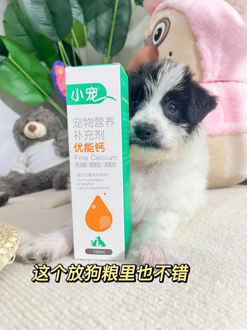 狗狗可以吃儿童钙片吗_狗吃儿童钙片管用吗-第5张图片-后鲨宠物 狗狗可以吃儿童钙片吗_狗吃儿童钙片管用吗-第5张图片-后鲨宠物