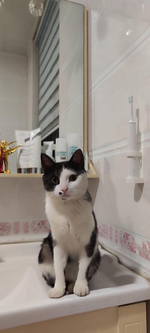 猫咪突然很粘人还呼噜,猫咪突然很粘人还呼噜呼噜的叫?-第1张图片-后鲨宠物 猫咪突然很粘人还呼噜,猫咪突然很粘人还呼噜呼噜的叫?-第1张图片-后鲨宠物