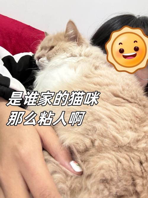猫咪突然很粘人还呼噜,猫咪突然很粘人还呼噜呼噜的叫?-第6张图片-后鲨宠物 猫咪突然很粘人还呼噜,猫咪突然很粘人还呼噜呼噜的叫?-第6张图片-后鲨宠物