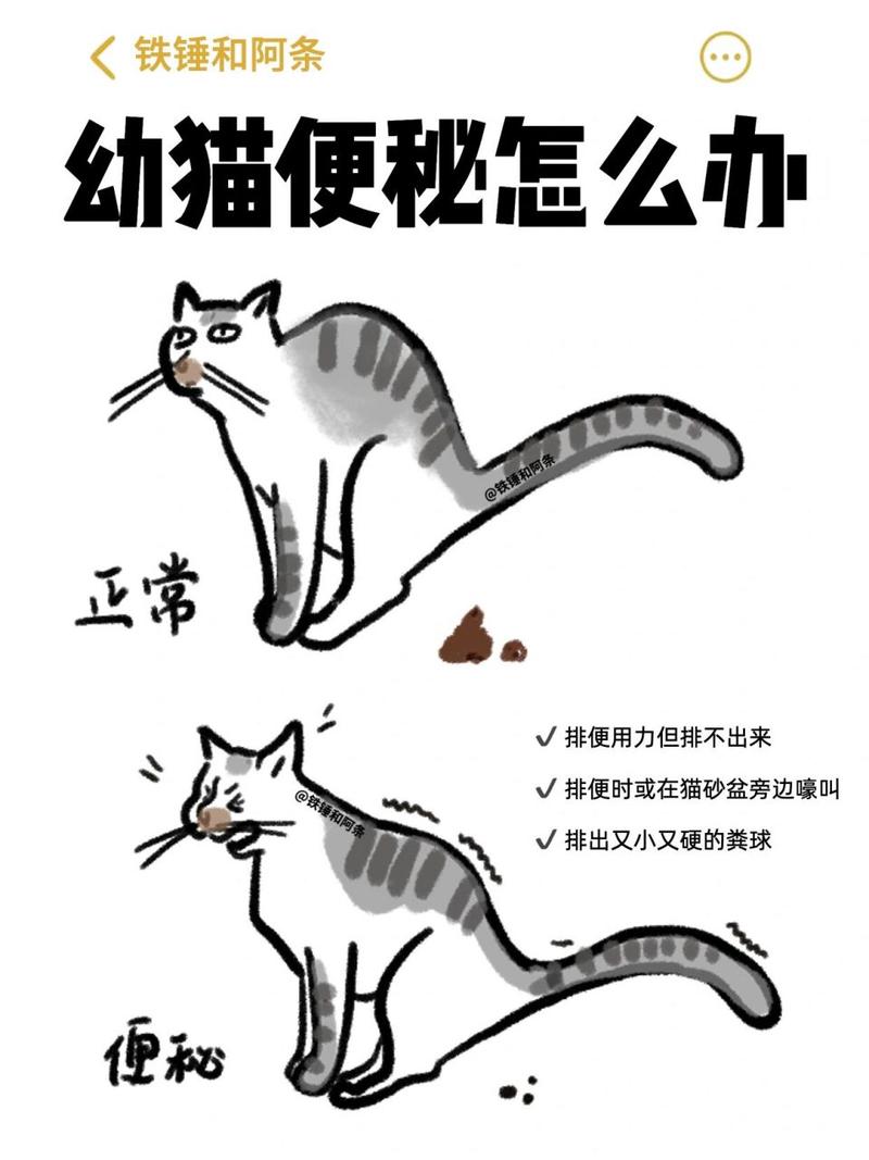 猫咪便秘怎么办,猫咪便秘怎么办教你一招解决-第6张图片-后鲨宠物 猫咪便秘怎么办,猫咪便秘怎么办教你一招解决-第6张图片-后鲨宠物