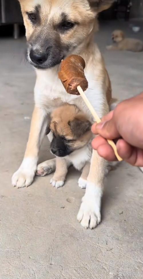 狗狗能吃人吃的火腿肠吗_狗能不能吃人吃的火腿肠-第3张图片-后鲨宠物 狗狗能吃人吃的火腿肠吗_狗能不能吃人吃的火腿肠-第3张图片-后鲨宠物