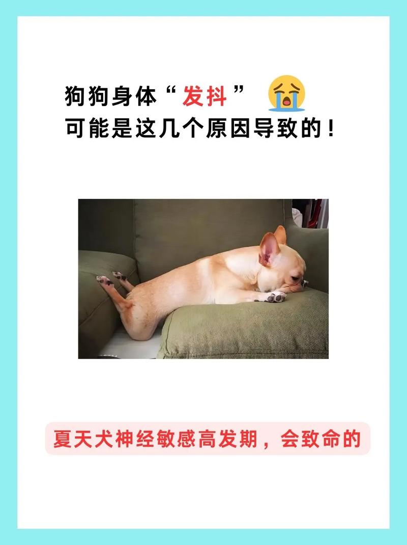 为什么狗狗会发抖,为什么狗狗会发抖吐舌头喘气-第5张图片-后鲨宠物 为什么狗狗会发抖,为什么狗狗会发抖吐舌头喘气-第5张图片-后鲨宠物