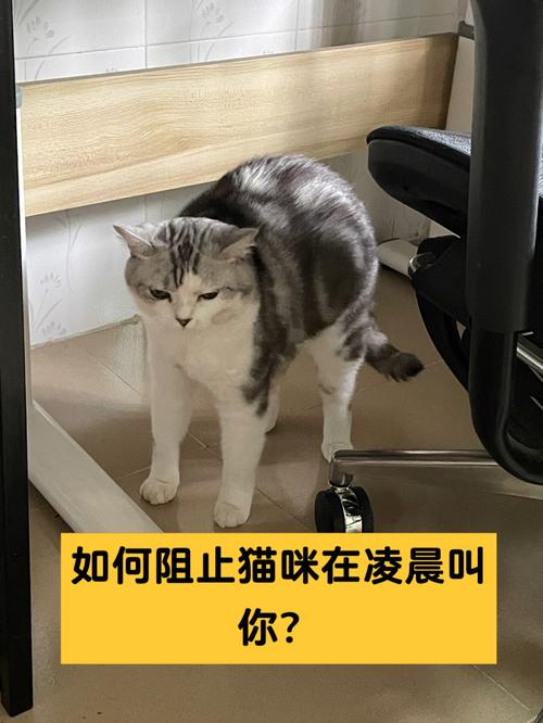 猫咪早上叫人起床原因_猫早上叫人起床怎么办-第1张图片-后鲨宠物 猫咪早上叫人起床原因_猫早上叫人起床怎么办-第1张图片-后鲨宠物