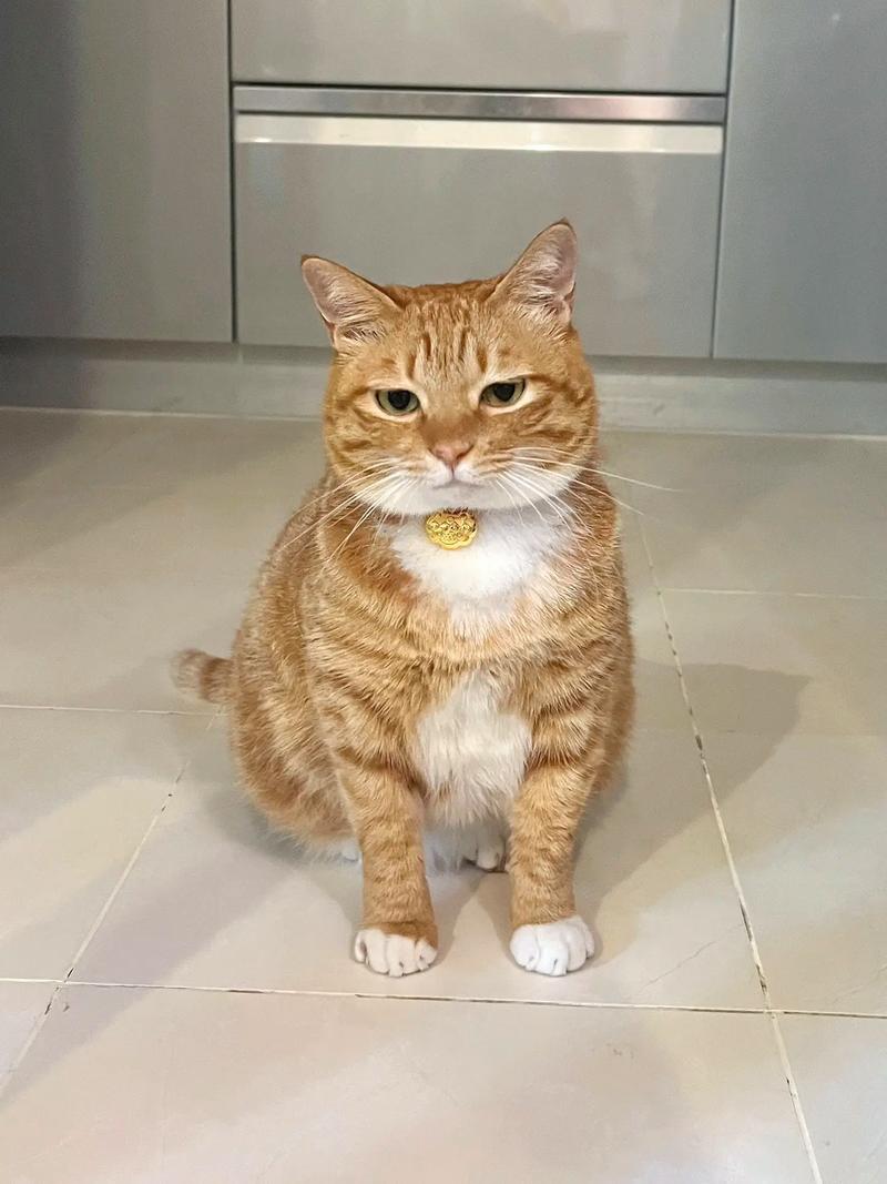 猫咪早上叫人起床原因_猫早上叫人起床怎么办-第4张图片-后鲨宠物 猫咪早上叫人起床原因_猫早上叫人起床怎么办-第4张图片-后鲨宠物