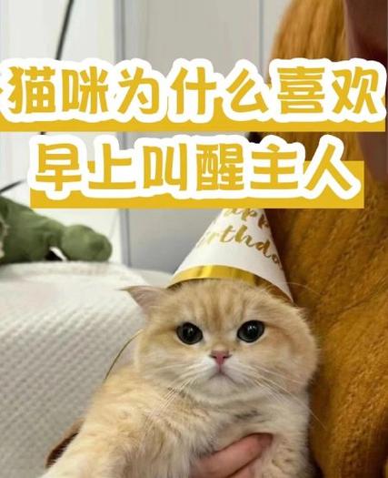 猫咪早上叫人起床原因_猫早上叫人起床怎么办-第5张图片-后鲨宠物 猫咪早上叫人起床原因_猫早上叫人起床怎么办-第5张图片-后鲨宠物