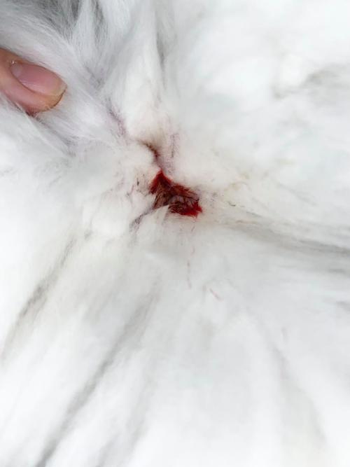 猫咪驱虫后便血,猫咪驱虫便血怎么回事?-第3张图片-后鲨宠物 猫咪驱虫后便血,猫咪驱虫便血怎么回事?-第3张图片-后鲨宠物