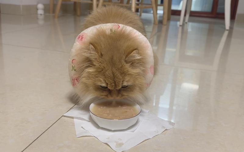 猫咪可以天天吃罐头吗,猫咪可以天天吃罐头嘛-第3张图片-后鲨宠物 猫咪可以天天吃罐头吗,猫咪可以天天吃罐头嘛-第3张图片-后鲨宠物