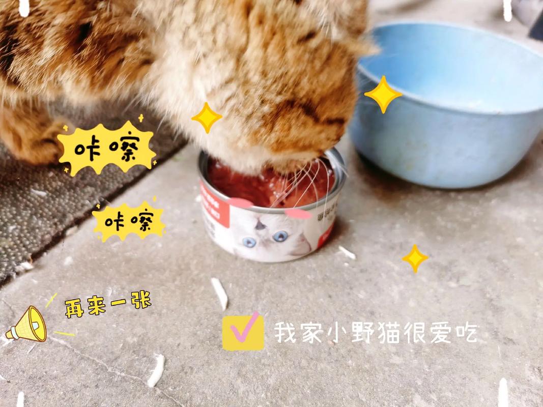 猫咪可以天天吃罐头吗,猫咪可以天天吃罐头嘛-第4张图片-后鲨宠物 猫咪可以天天吃罐头吗,猫咪可以天天吃罐头嘛-第4张图片-后鲨宠物