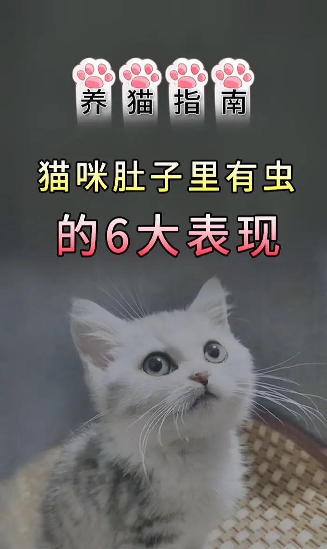 怎么判断猫咪体内有虫,怎么判断猫肚子有毛球?-第1张图片-后鲨宠物 怎么判断猫咪体内有虫,怎么判断猫肚子有毛球?-第1张图片-后鲨宠物