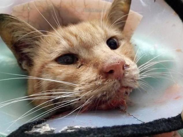 猫咪脱水症状表现,猫咪脱水症状表现是什么?-第2张图片-后鲨宠物 猫咪脱水症状表现,猫咪脱水症状表现是什么?-第2张图片-后鲨宠物