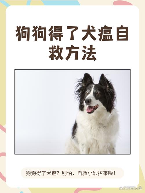 狗狗犬瘟怎么办_狗狗犬瘟的前兆怎么样的-第1张图片-后鲨宠物 狗狗犬瘟怎么办_狗狗犬瘟的前兆怎么样的-第1张图片-后鲨宠物