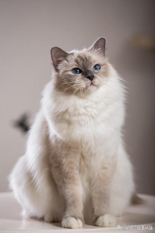 怎么教猫咪用马桶,如何教猫用马桶-第3张图片-后鲨宠物 怎么教猫咪用马桶,如何教猫用马桶-第3张图片-后鲨宠物