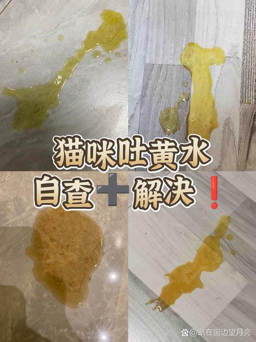 猫咪吐黄水能自己好吗_猫喝了一滴藿香正气水会怎样-第4张图片-后鲨宠物 猫咪吐黄水能自己好吗_猫喝了一滴藿香正气水会怎样-第4张图片-后鲨宠物