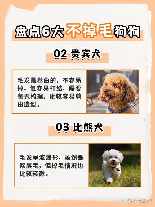 什么狗狗掉毛少,什么狗狗掉毛少适合小孩子养-第2张图片-后鲨宠物 什么狗狗掉毛少,什么狗狗掉毛少适合小孩子养-第2张图片-后鲨宠物