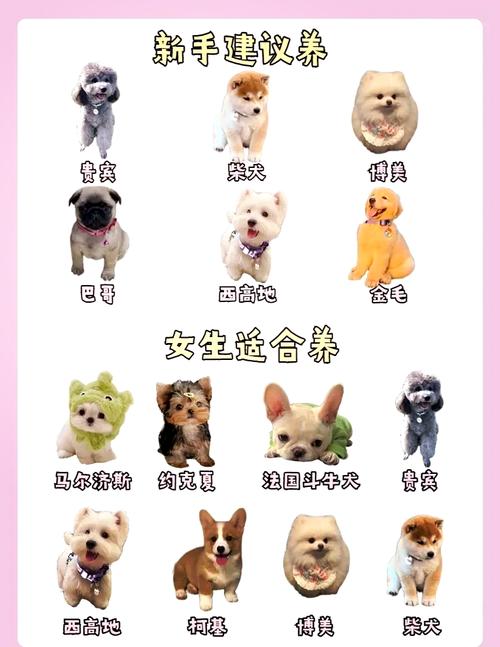 什么狗狗掉毛少,什么狗狗掉毛少适合小孩子养-第4张图片-后鲨宠物 什么狗狗掉毛少,什么狗狗掉毛少适合小孩子养-第4张图片-后鲨宠物