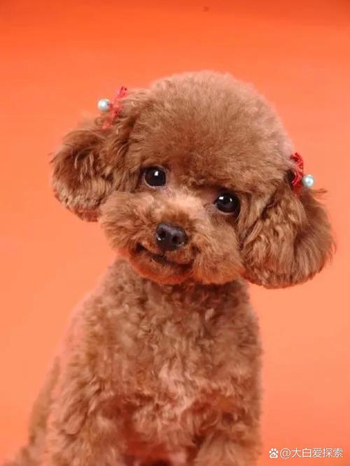 什么狗狗掉毛少,什么狗狗掉毛少适合小孩子养-第5张图片-后鲨宠物 什么狗狗掉毛少,什么狗狗掉毛少适合小孩子养-第5张图片-后鲨宠物