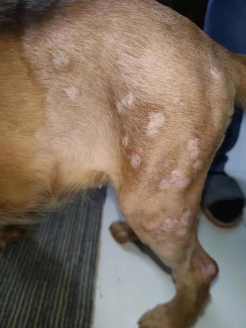 柴油能治狗狗皮肤病吗_柴油对狗狗皮肤的作用-第1张图片-后鲨宠物 柴油能治狗狗皮肤病吗_柴油对狗狗皮肤的作用-第1张图片-后鲨宠物