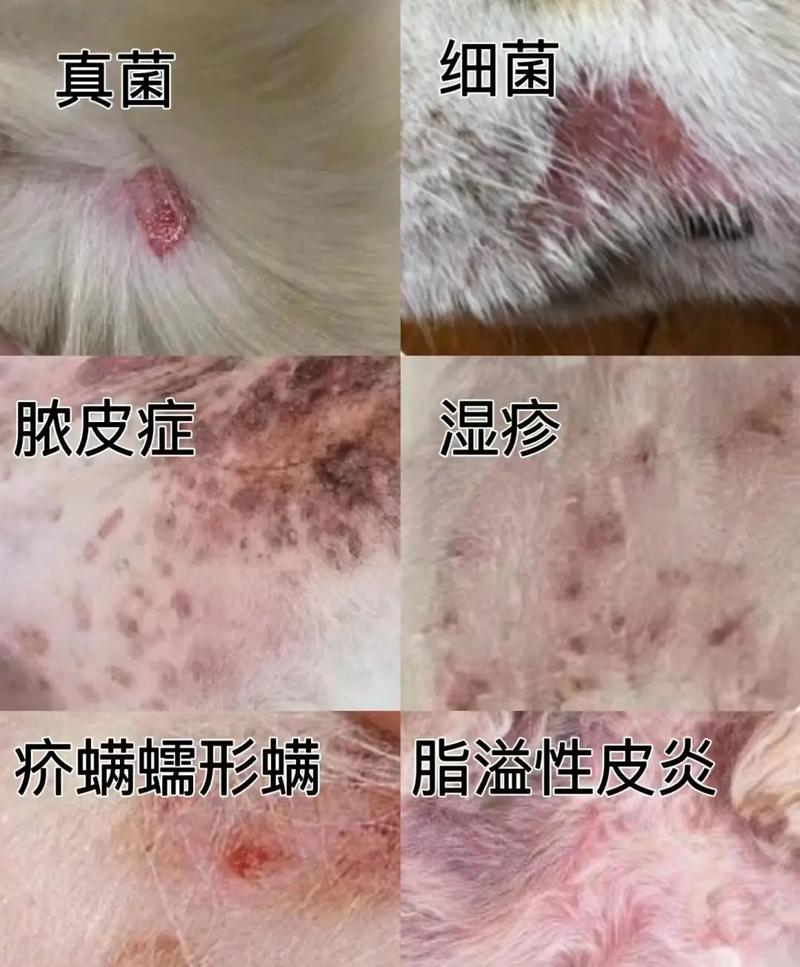 柴油能治狗狗皮肤病吗_柴油对狗狗皮肤的作用-第4张图片-后鲨宠物 柴油能治狗狗皮肤病吗_柴油对狗狗皮肤的作用-第4张图片-后鲨宠物