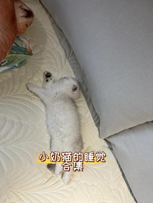 猫咪嗜睡食欲不振,猫咪嗜睡食欲不振没有精神,一直咀嚼-第1张图片-后鲨宠物 猫咪嗜睡食欲不振,猫咪嗜睡食欲不振没有精神,一直咀嚼-第1张图片-后鲨宠物