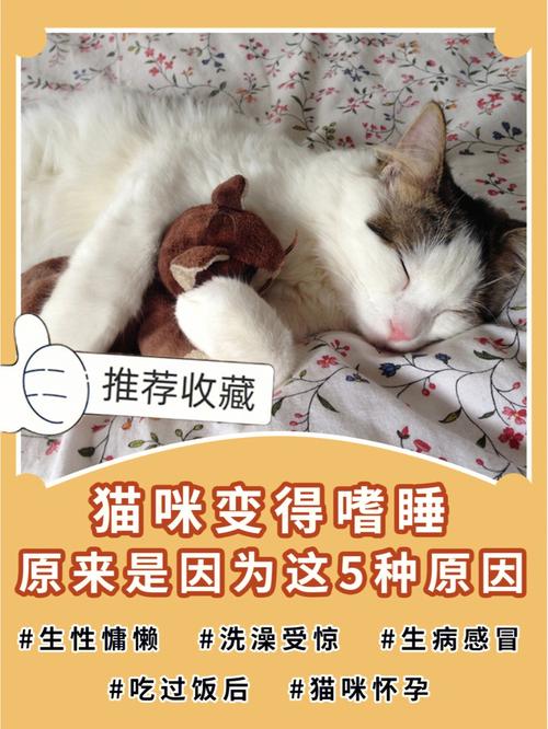 猫咪嗜睡食欲不振,猫咪嗜睡食欲不振没有精神,一直咀嚼-第2张图片-后鲨宠物 猫咪嗜睡食欲不振,猫咪嗜睡食欲不振没有精神,一直咀嚼-第2张图片-后鲨宠物
