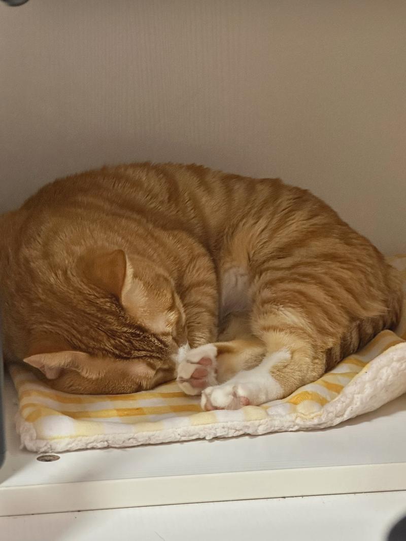 猫咪嗜睡食欲不振,猫咪嗜睡食欲不振没有精神,一直咀嚼-第3张图片-后鲨宠物 猫咪嗜睡食欲不振,猫咪嗜睡食欲不振没有精神,一直咀嚼-第3张图片-后鲨宠物