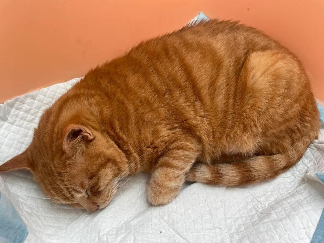 猫咪嗜睡食欲不振,猫咪嗜睡食欲不振没有精神,一直咀嚼-第4张图片-后鲨宠物 猫咪嗜睡食欲不振,猫咪嗜睡食欲不振没有精神,一直咀嚼-第4张图片-后鲨宠物