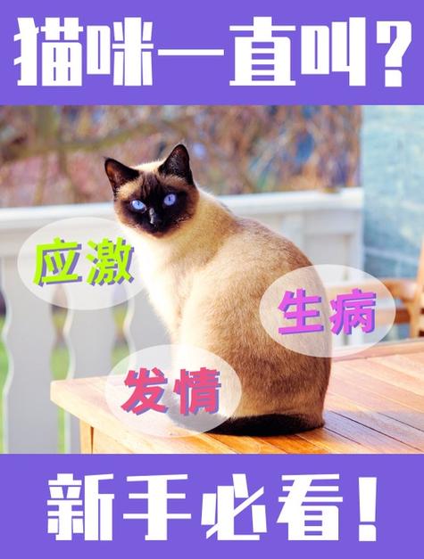 猫咪总是叫怎么办_猫咪总是叫怎么办才能不叫-第1张图片-后鲨宠物