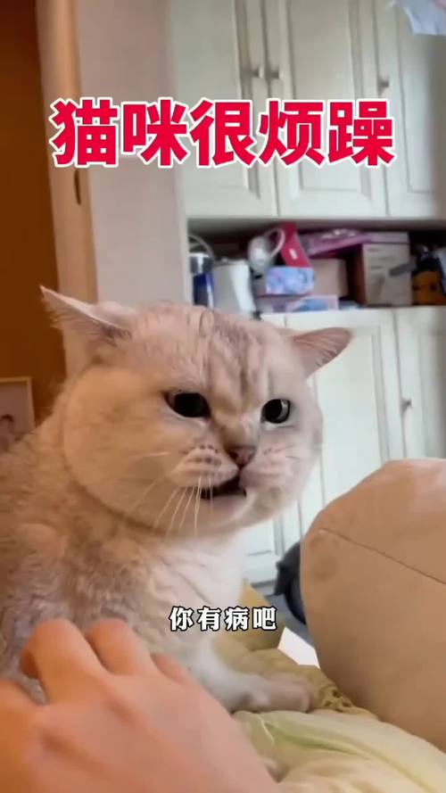 猫咪总是叫怎么办_猫咪总是叫怎么办才能不叫-第4张图片-后鲨宠物