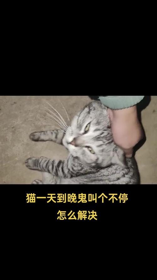 猫咪总是叫怎么办_猫咪总是叫怎么办才能不叫-第6张图片-后鲨宠物