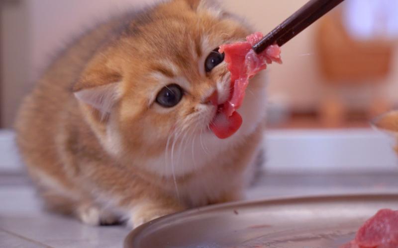 小猫咪能吃肉吗，猫咪吃猫饭好还是猫粮好？-第2张图片-后鲨宠物